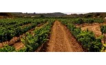Vinos Montaner