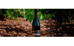 Grandes vinos y viñedos