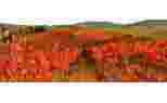 Chivite